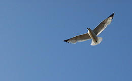 Freedom