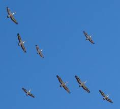 Birds in flight