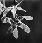 Wilted flower