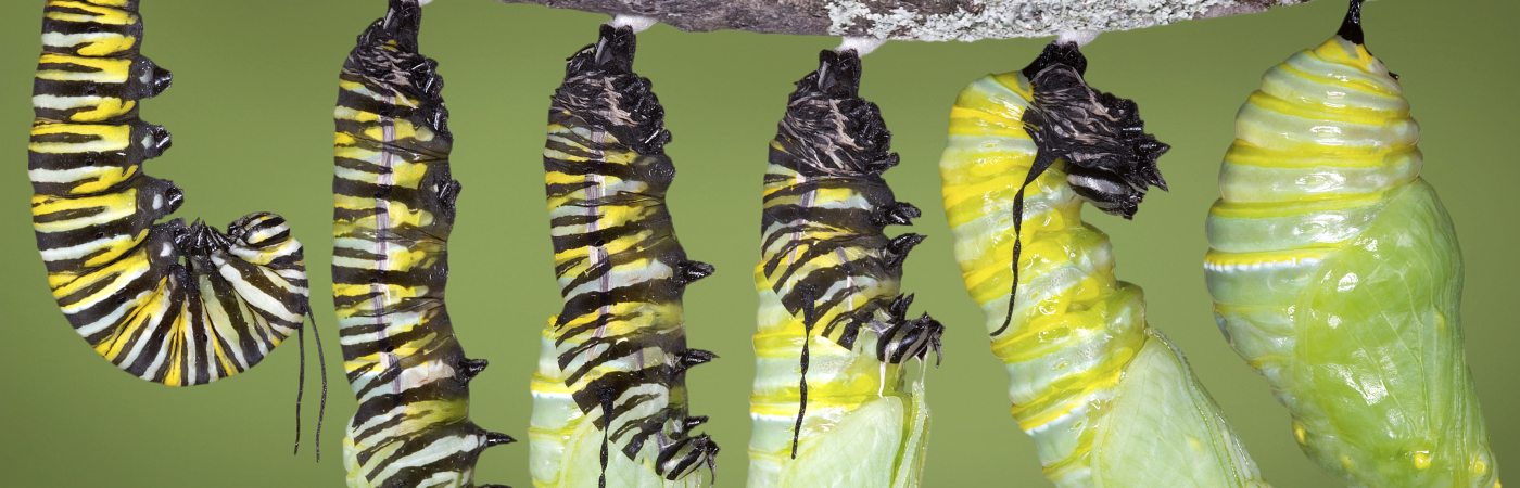 A monarch caterpillar is shown in various stages of shedding until the skin falls away and a chrysalis begins to take shape.